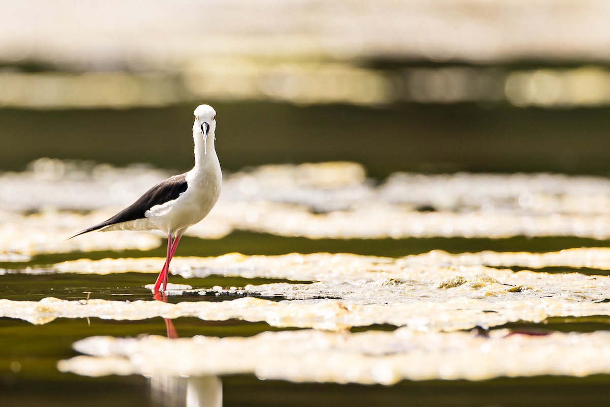 Black-winged Stilt - ML616781720