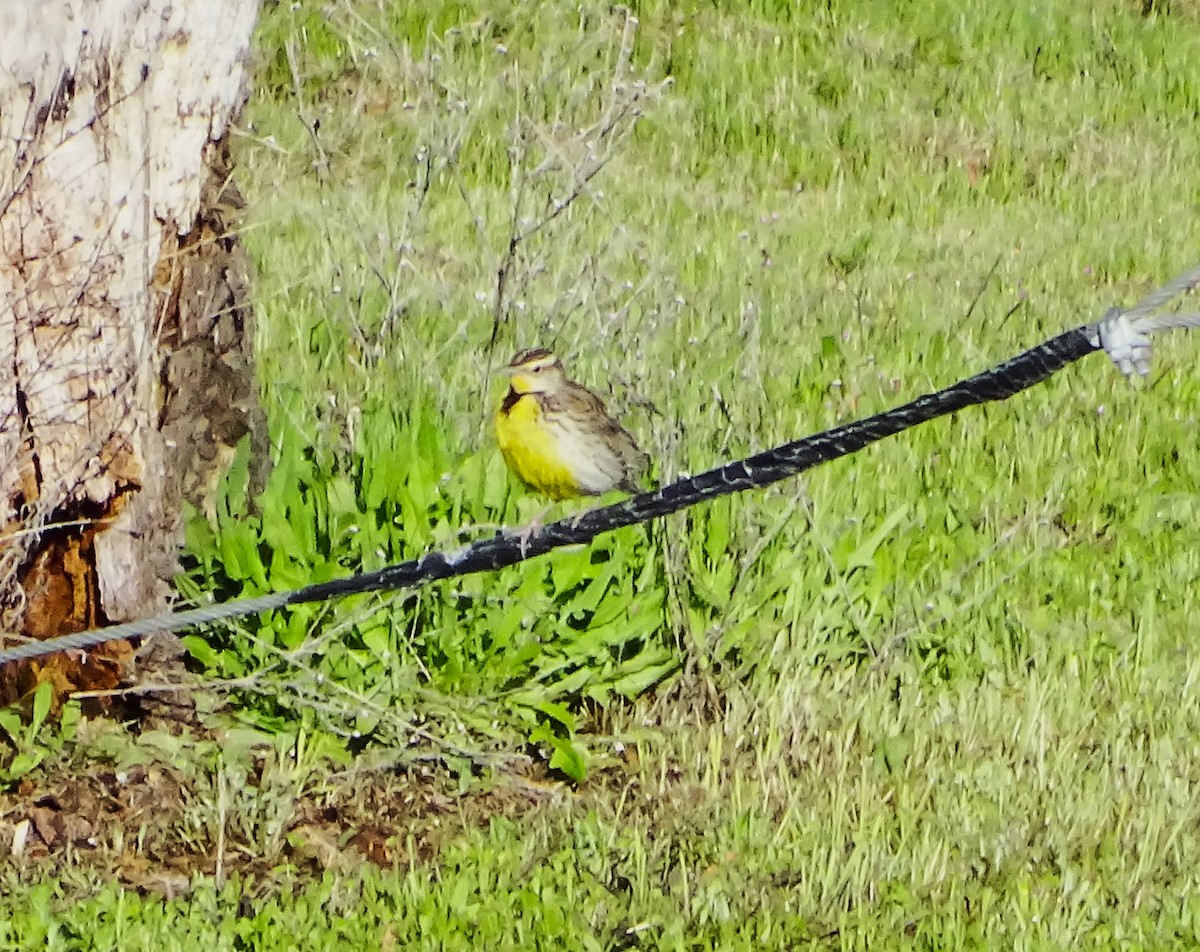 Western Meadowlark - ML616781722