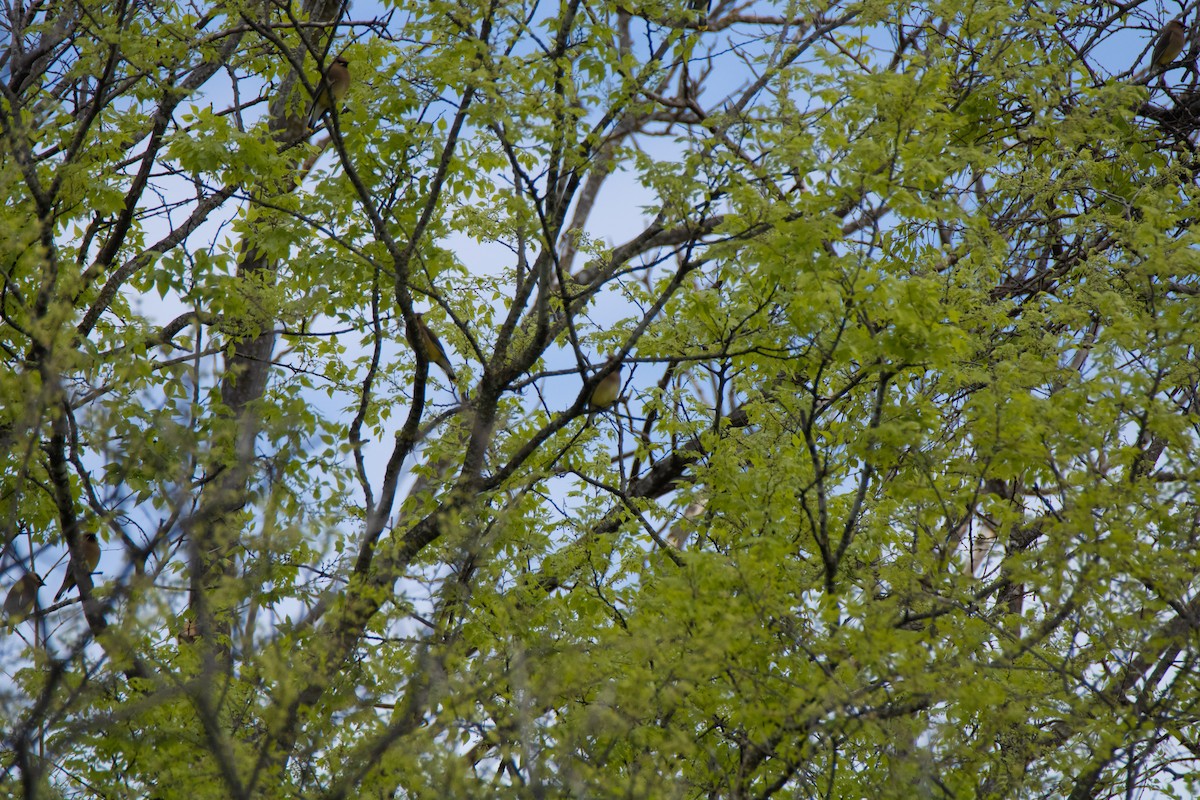 Cedar Waxwing - ML616781747