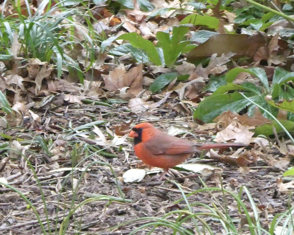 Northern Cardinal - ML616781773