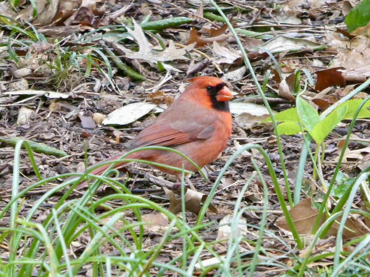 Northern Cardinal - ML616781774