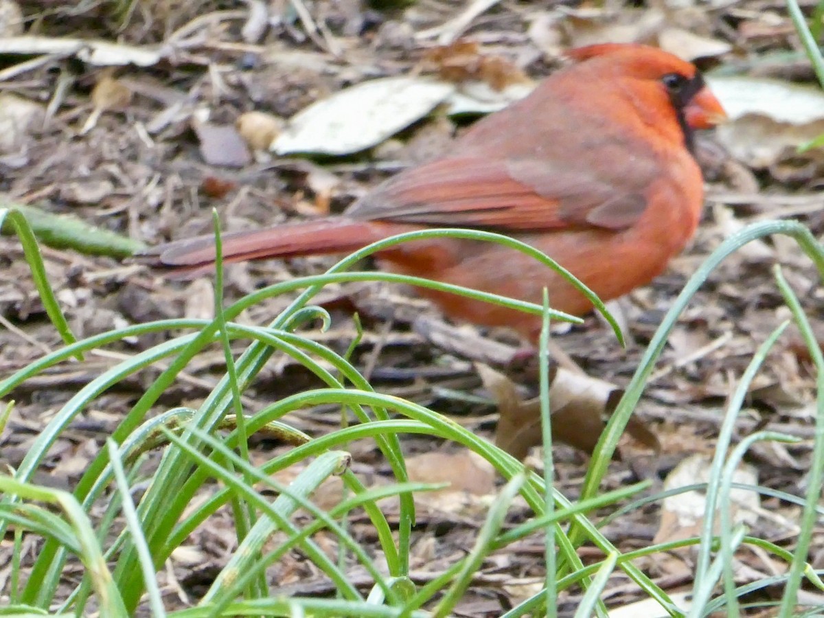 Northern Cardinal - ML616781775