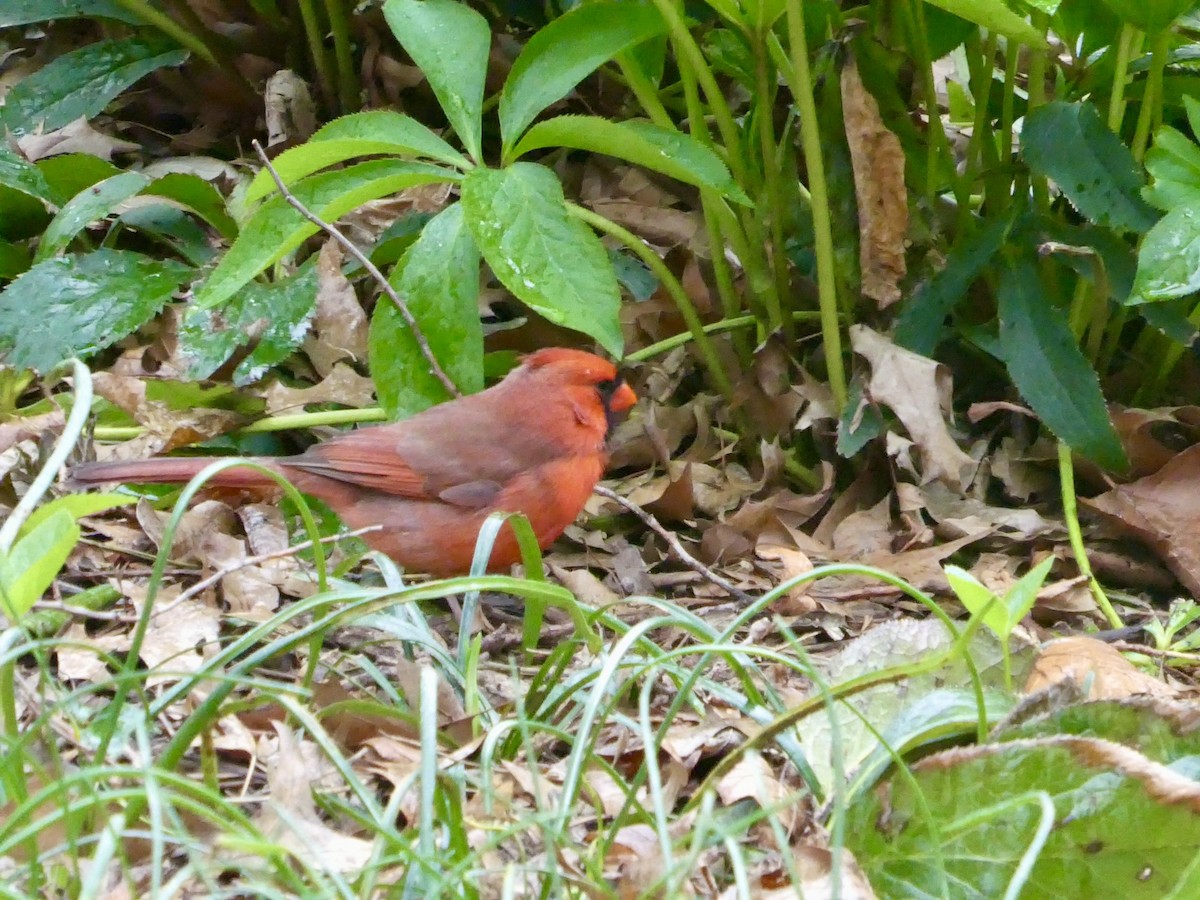 Northern Cardinal - ML616781776