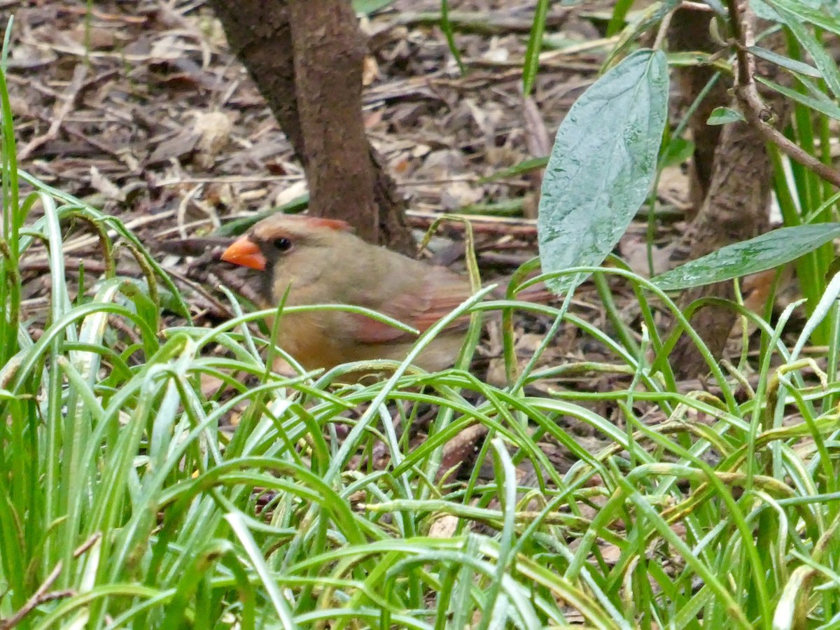 Northern Cardinal - ML616781777