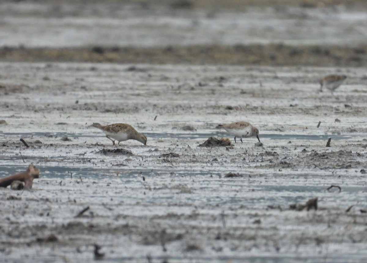 Pectoral Sandpiper - ML616781785