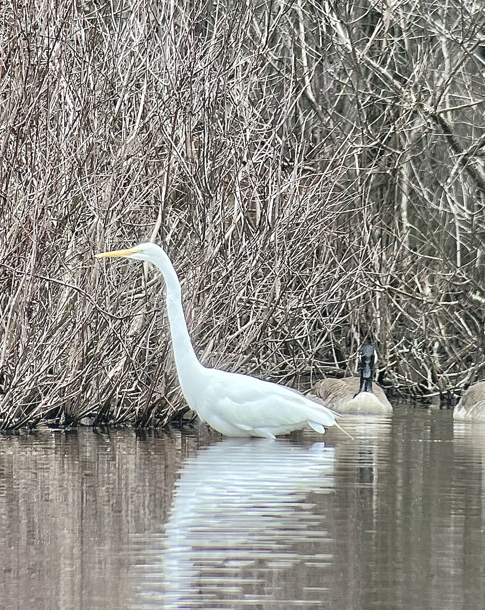 Great Egret - ML616781795