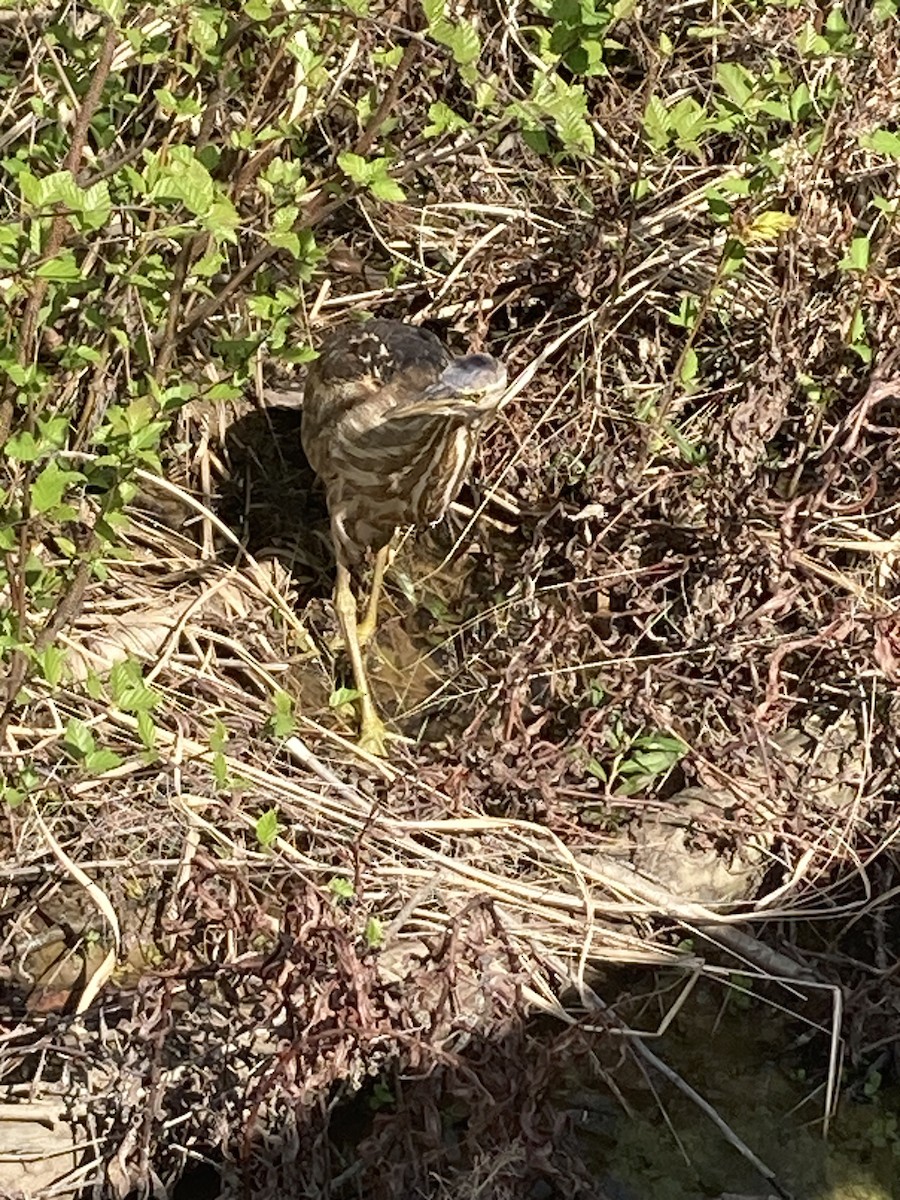 American Bittern - ML616781810