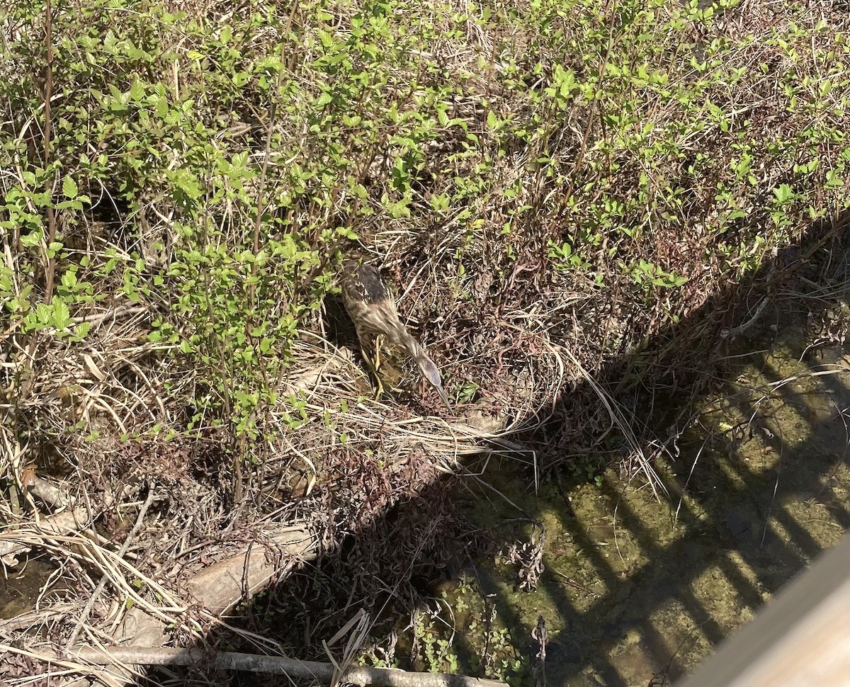 American Bittern - ML616781811