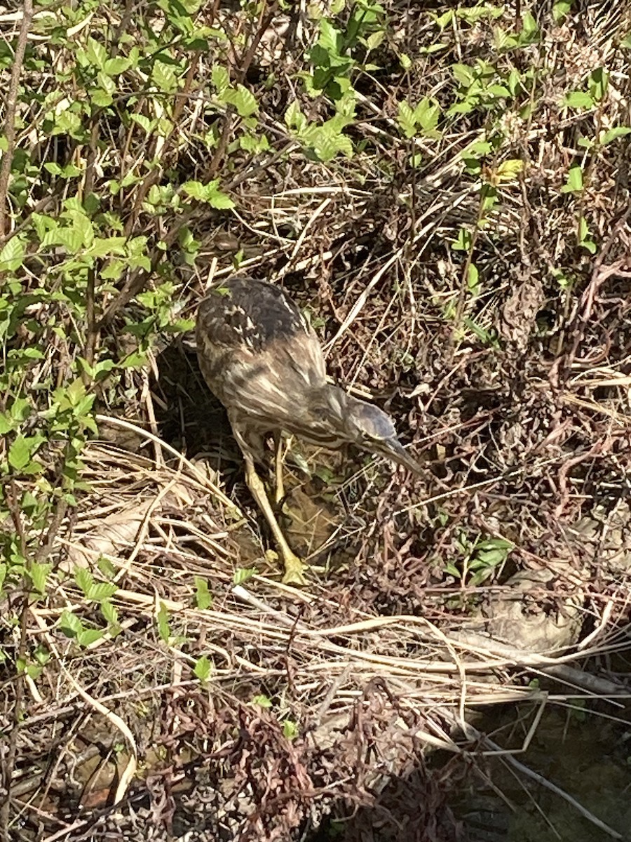 American Bittern - ML616781813