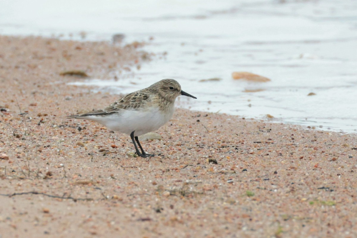 Baird's Sandpiper - ML616781817