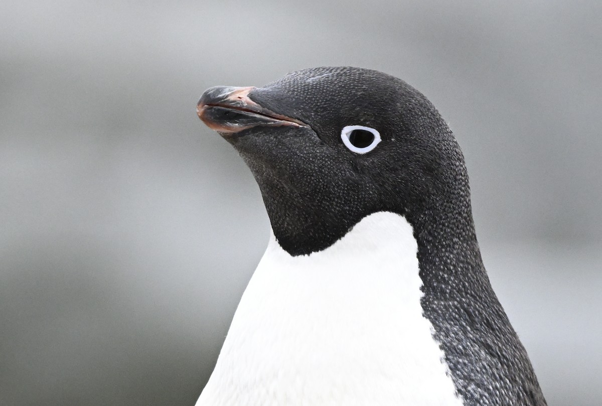 Adelie Penguin - ML616781834