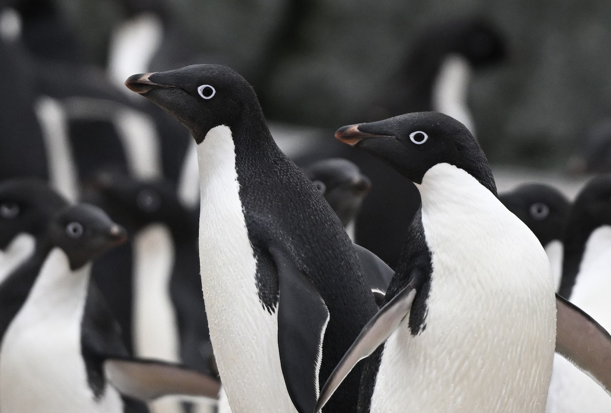 Adelie Penguin - ML616781835