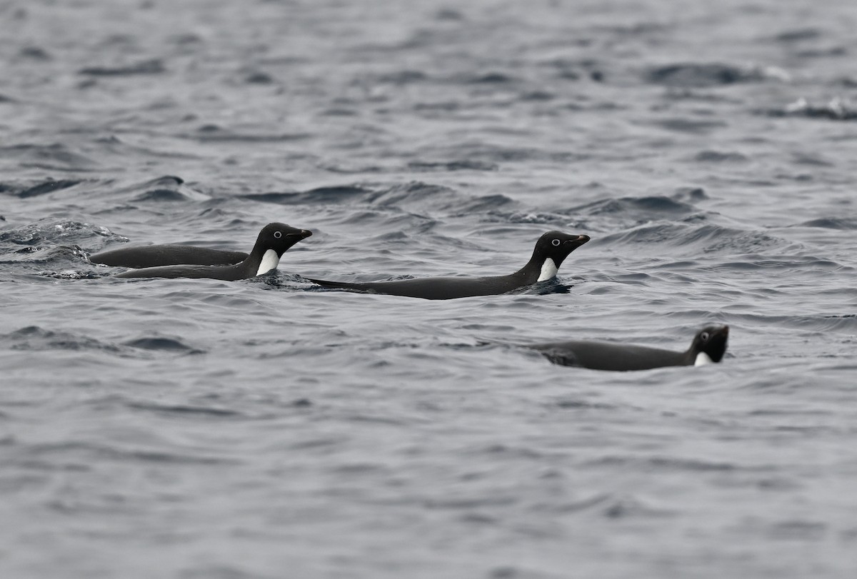 Adelie Penguin - ML616781838