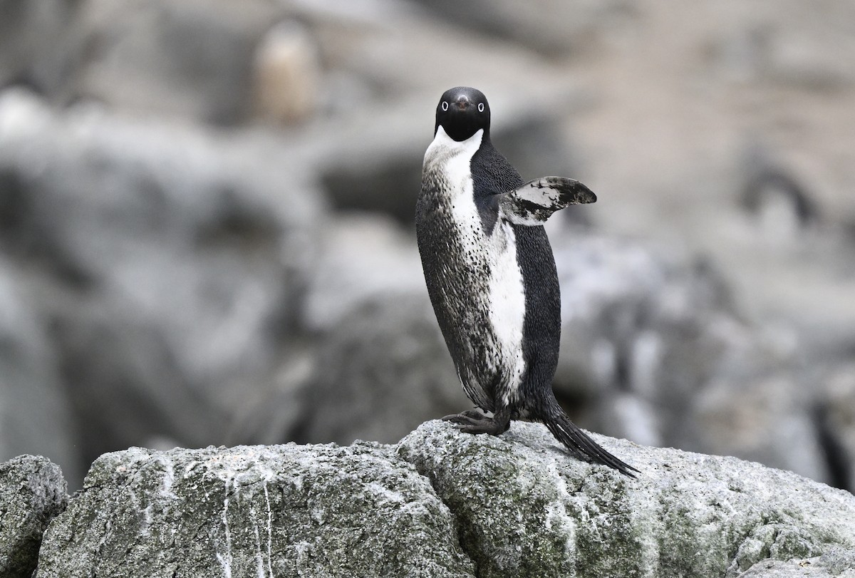 Adelie Penguin - ML616781841