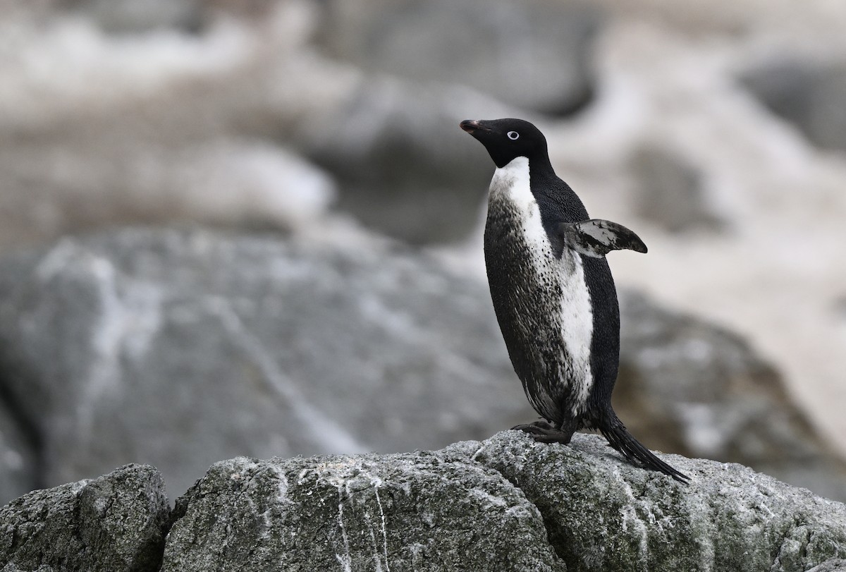 Adelie Penguin - ML616781842