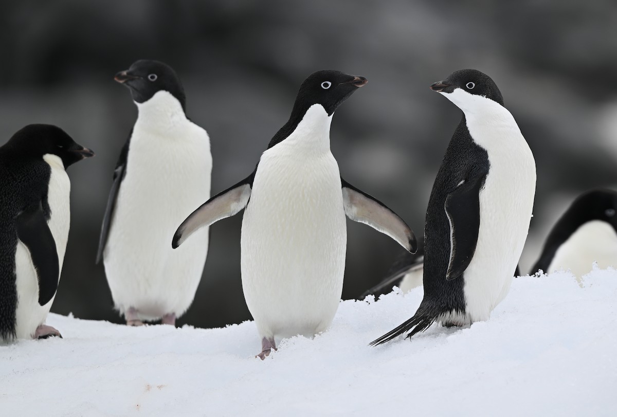 Adelie Penguin - ML616781844