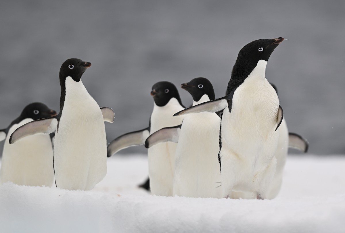 Adelie Penguin - ML616781845