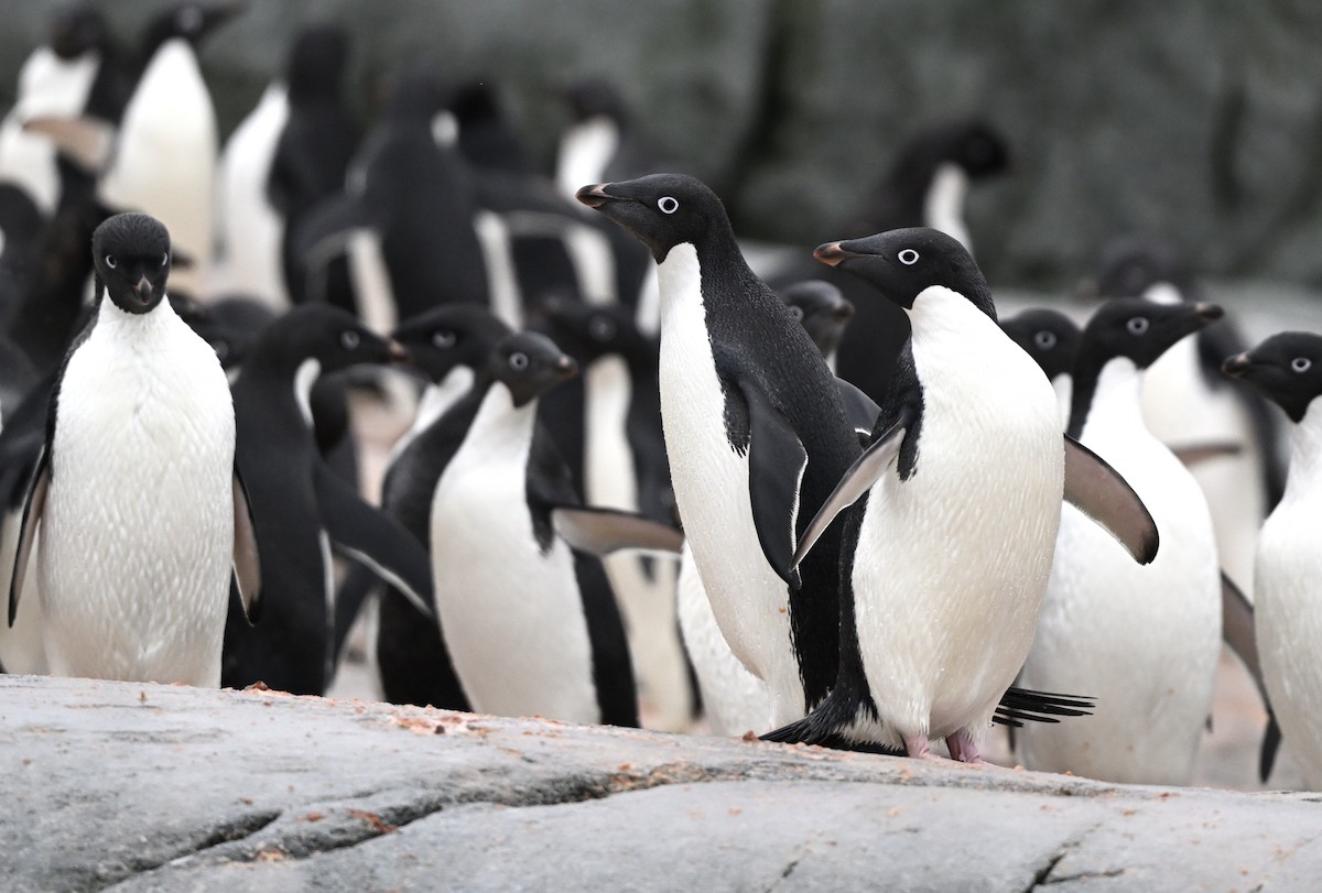 Adelie Penguin - ML616781846