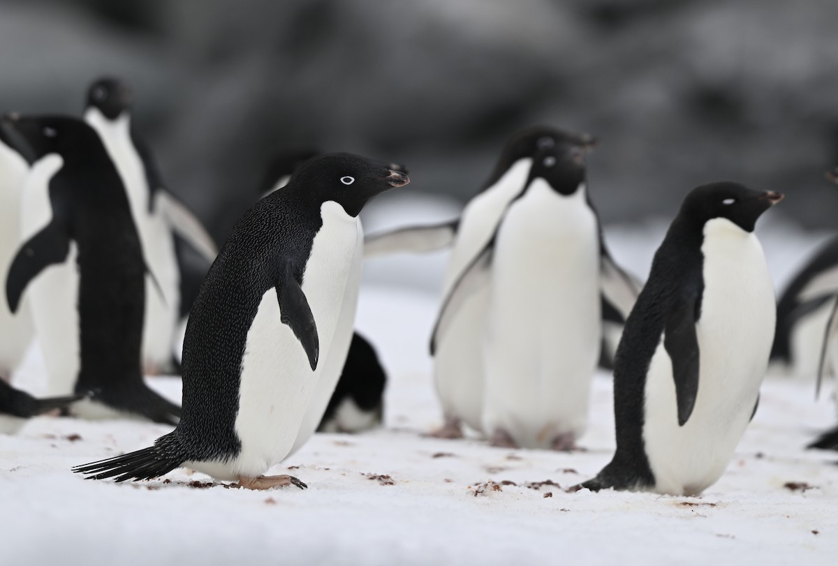 Adelie Penguin - ML616781847