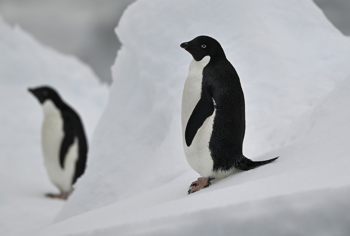 Adelie Penguin - ML616781848