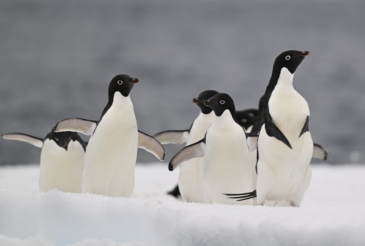 Adelie Penguin - Paul Dufour
