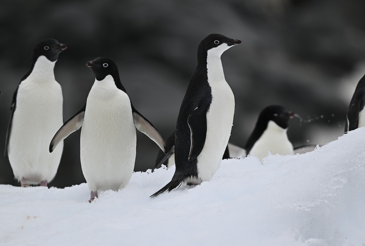 Adelie Penguin - ML616781850