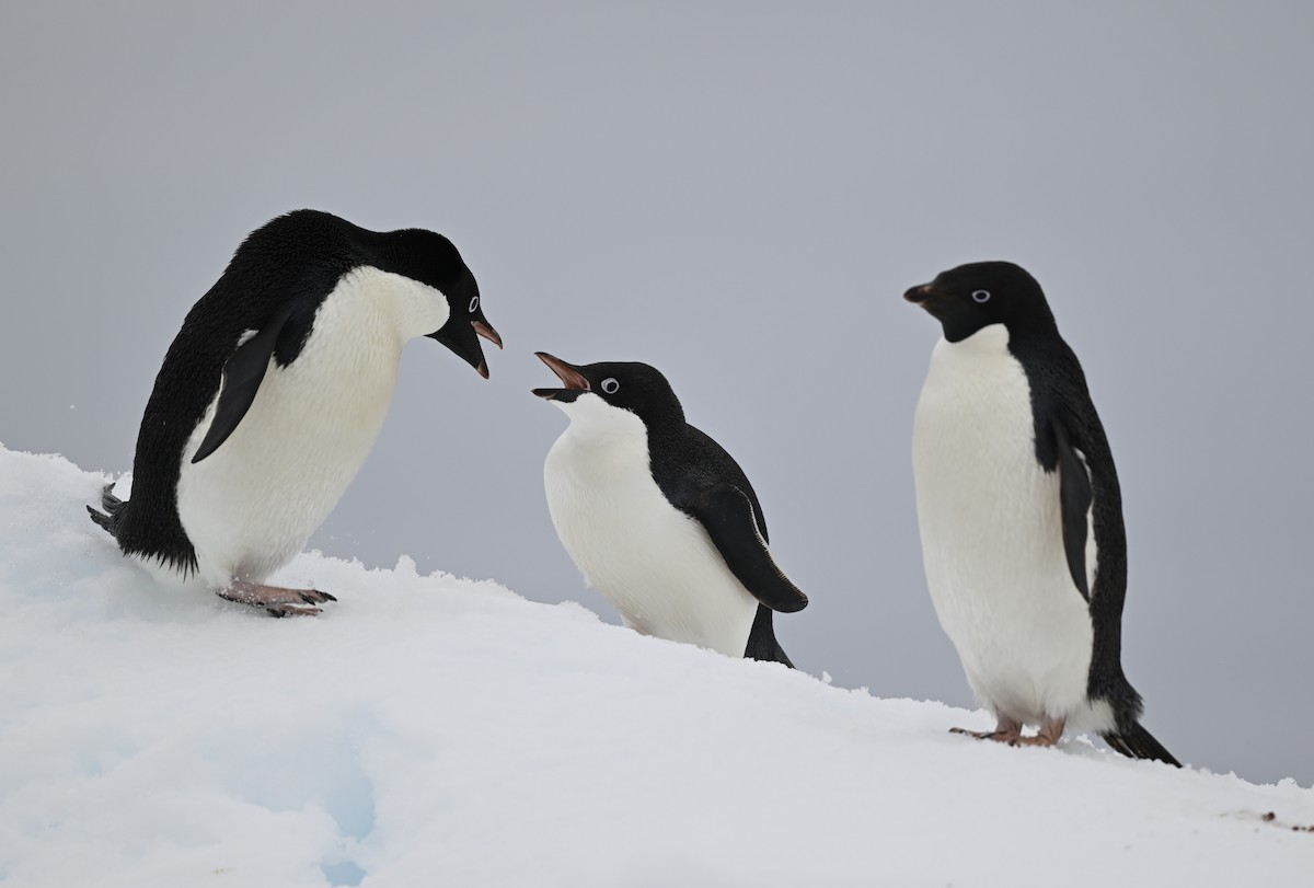 Adelie Penguin - ML616781851