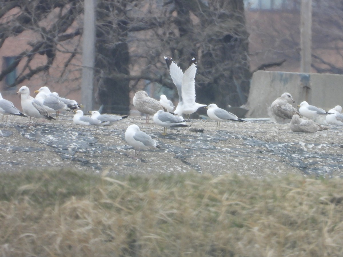 American Herring Gull - ML616781868