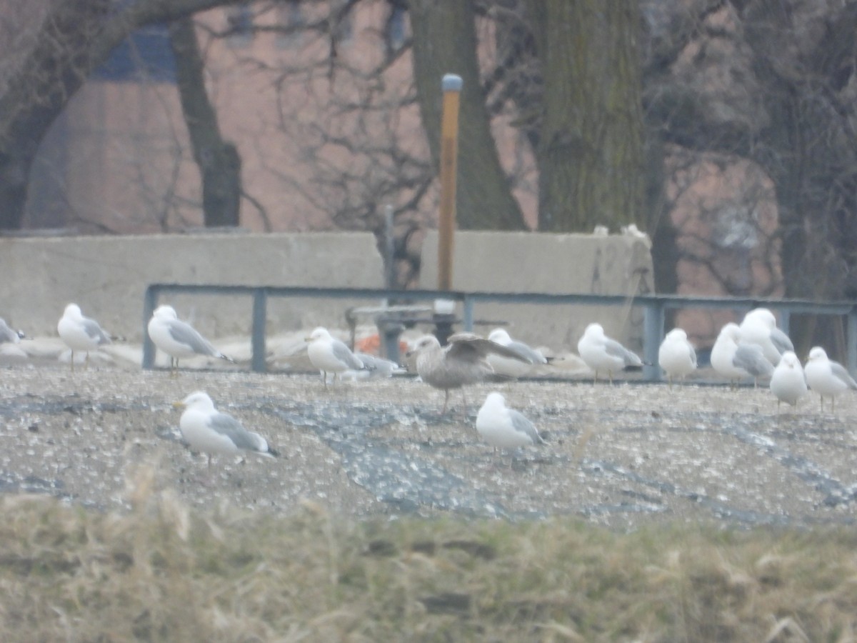 American Herring Gull - ML616781869