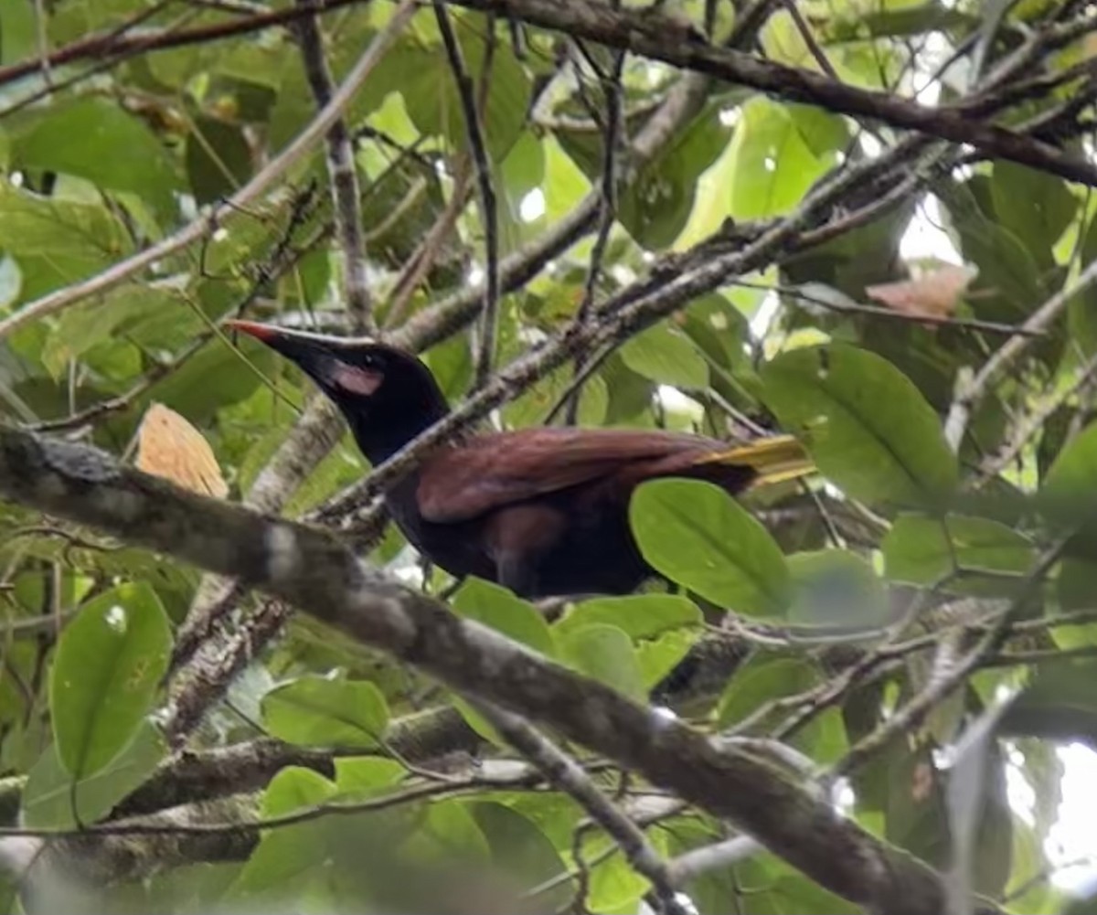 Baudo Oropendola - Alec Hopping