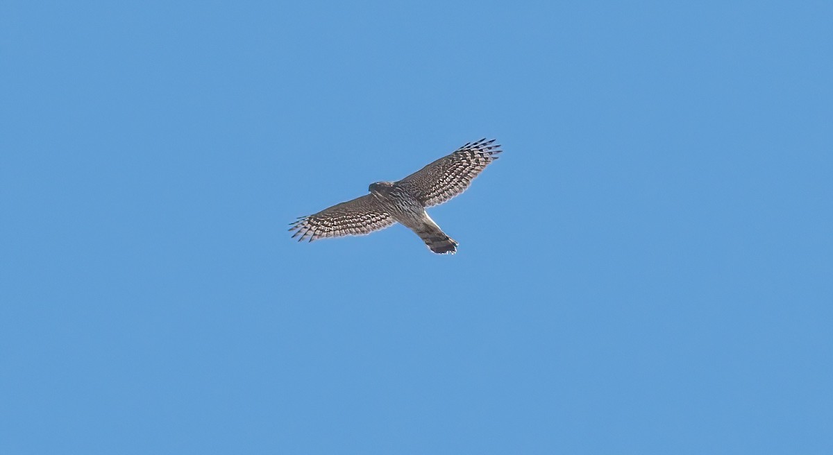 Cooper's Hawk - Yannick Fleury