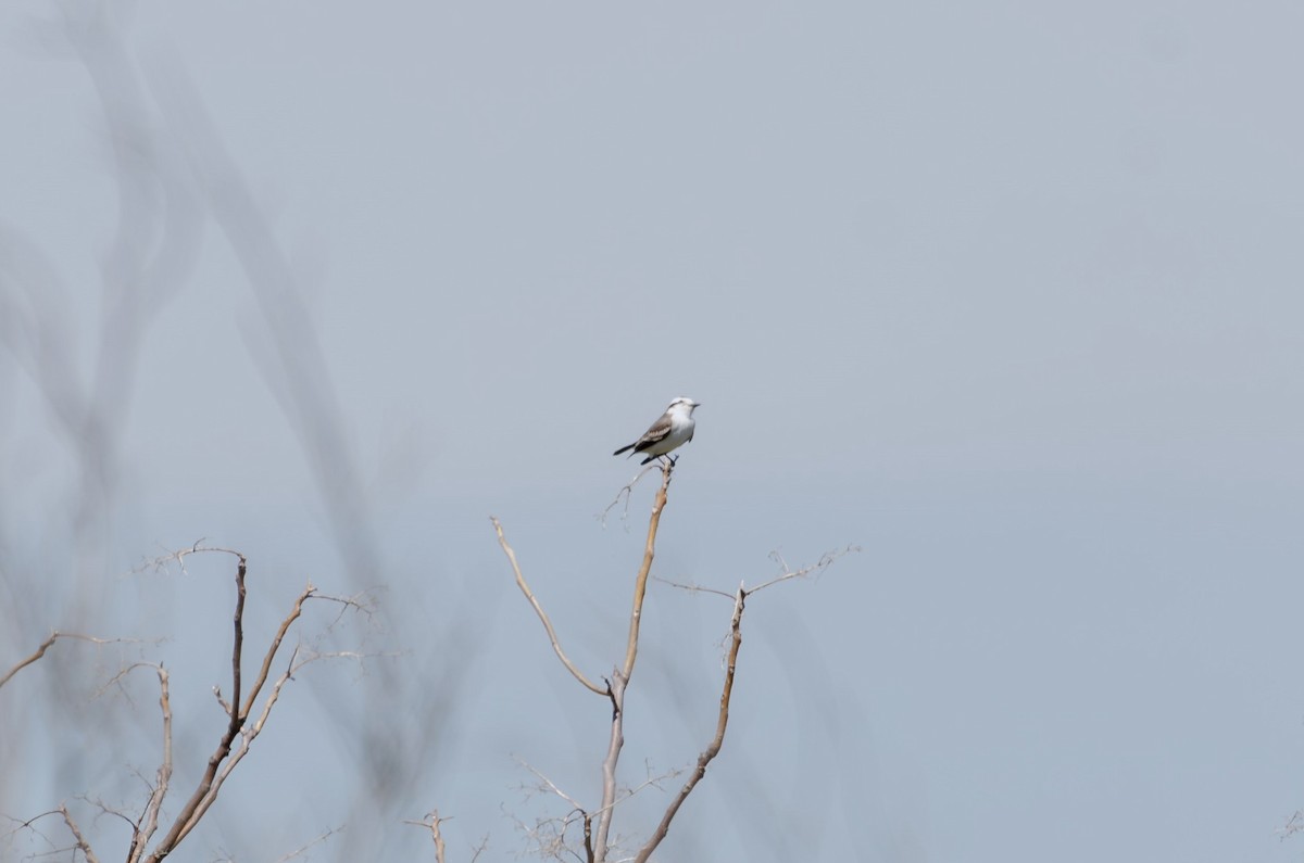 Black-crowned Monjita - ML616781885