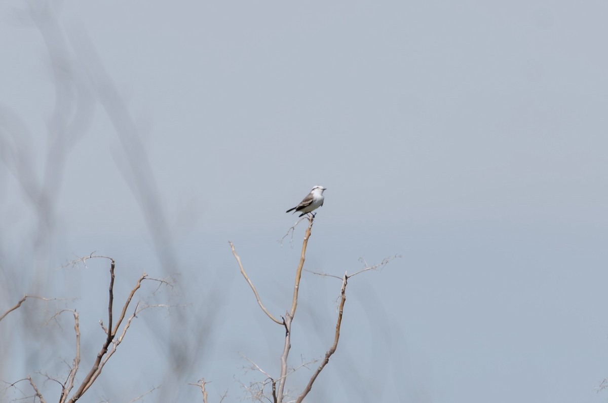 Black-crowned Monjita - ML616781885