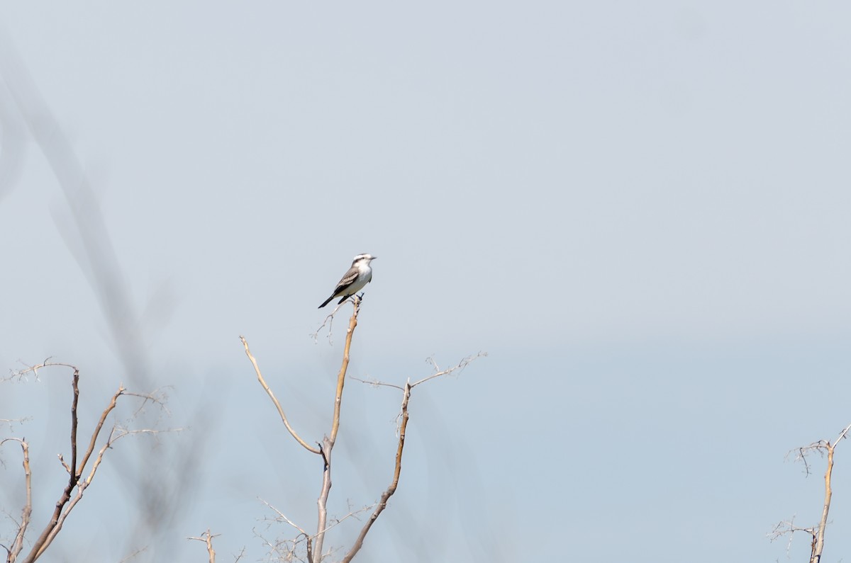 Black-crowned Monjita - ML616781886