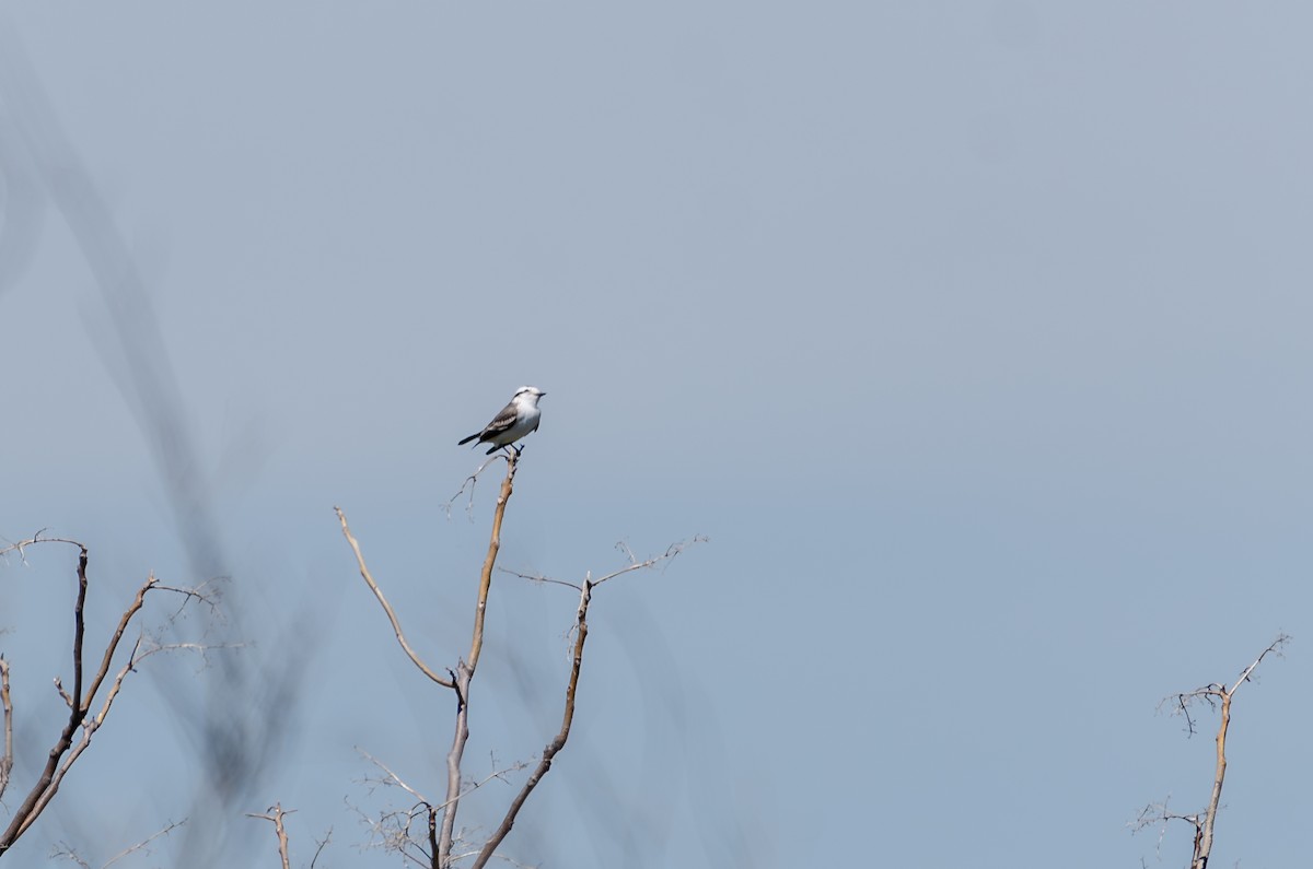 Black-crowned Monjita - ML616781887