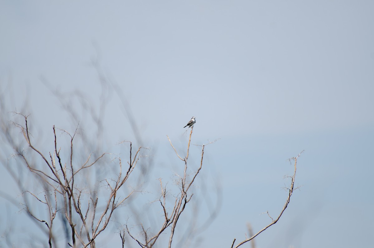 Black-crowned Monjita - ML616781888