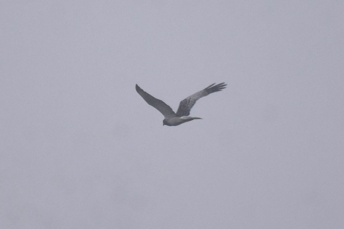 Eastern Marsh Harrier - ML616781893