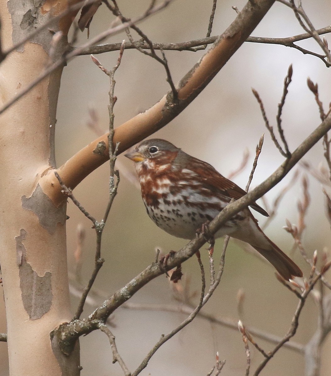 Fox Sparrow - ML616781907