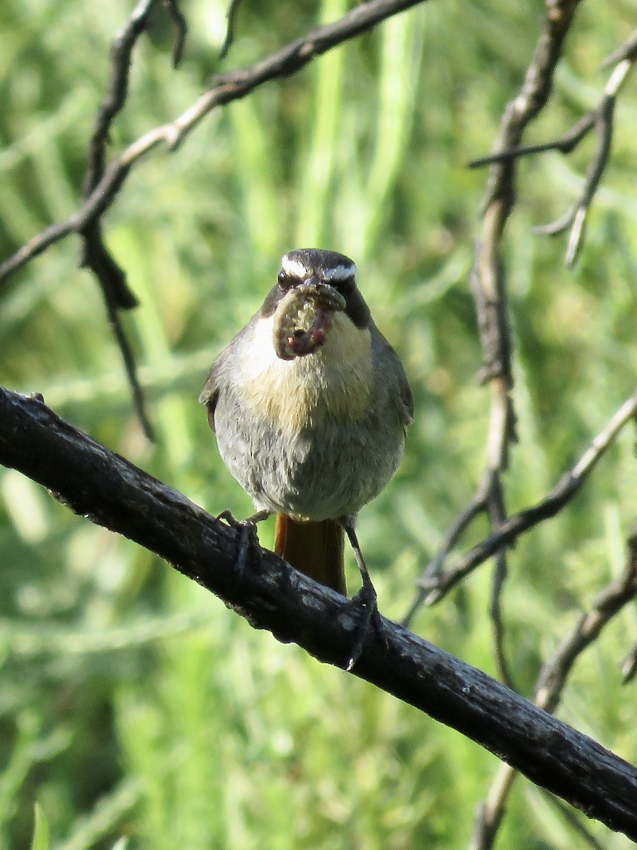 Cape Robin-Chat - ML616781936