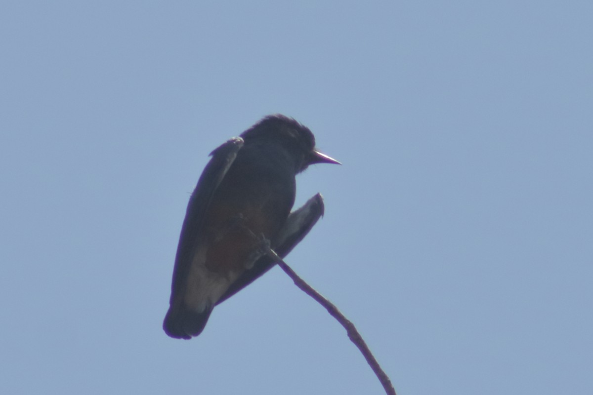 Swallow-winged Puffbird - ML616781943