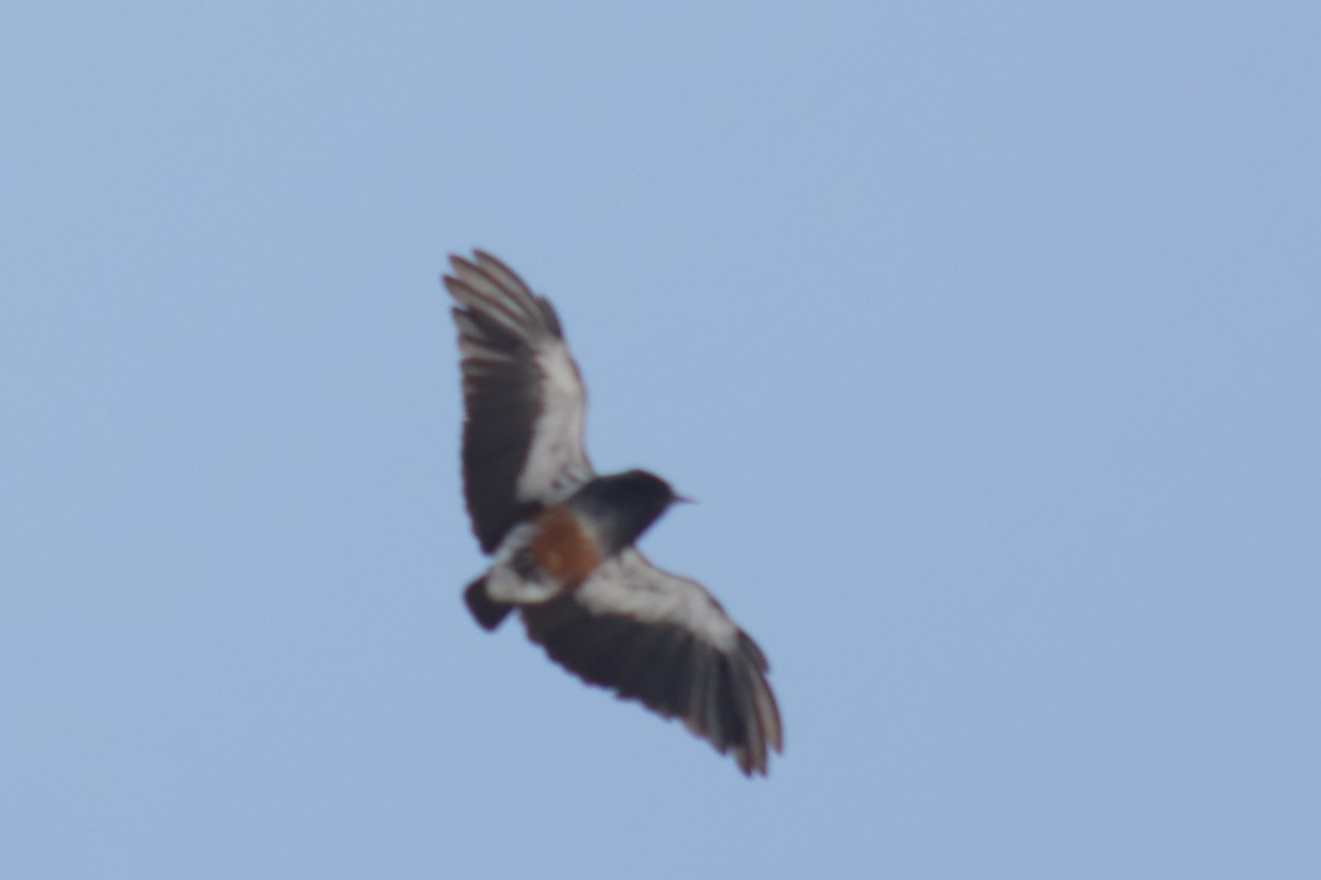 Swallow-winged Puffbird - ML616781944