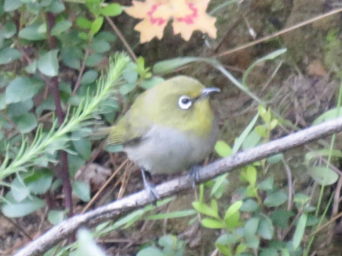 Cape White-eye - ML616781945