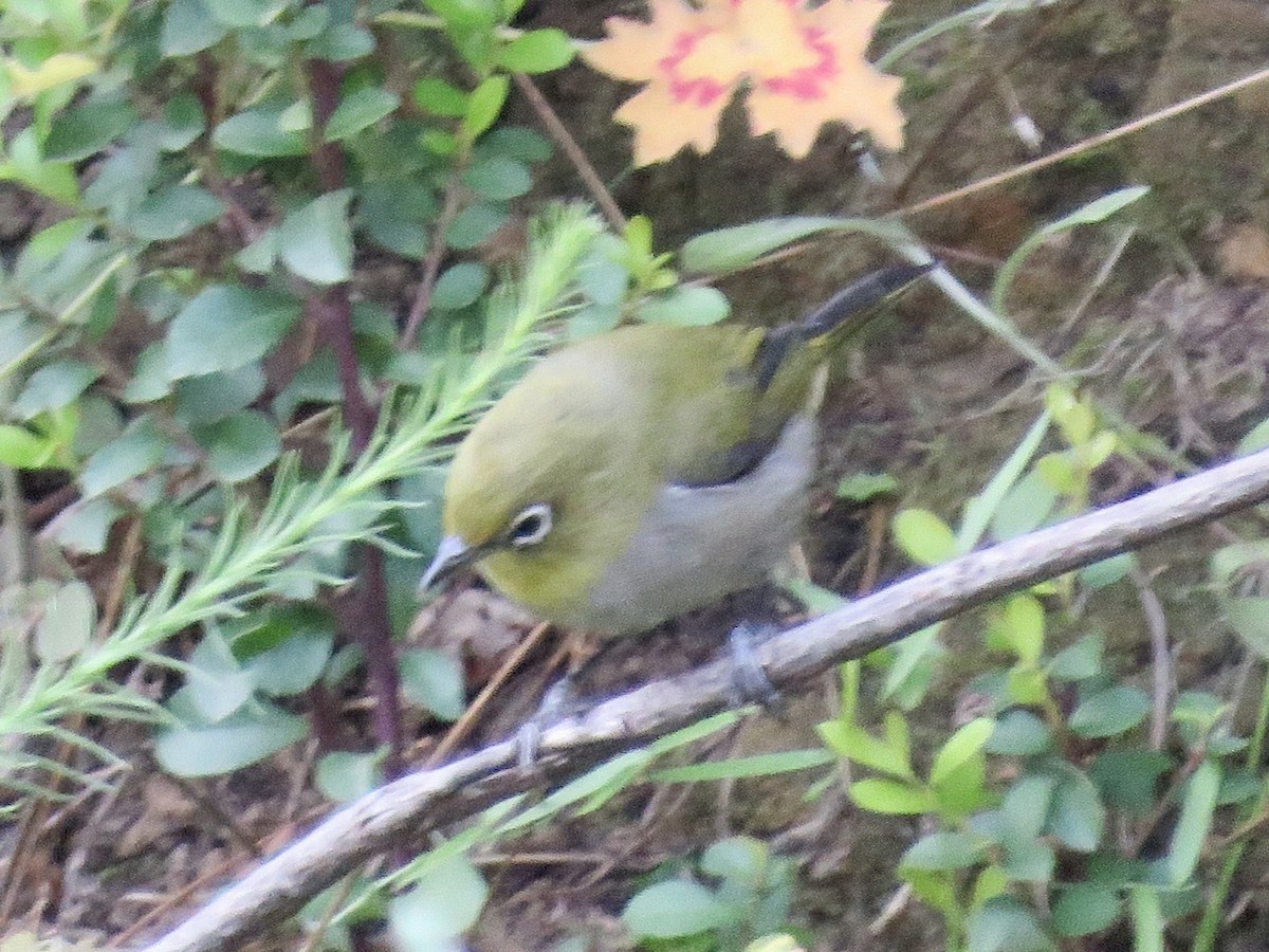 Cape White-eye - ML616781950