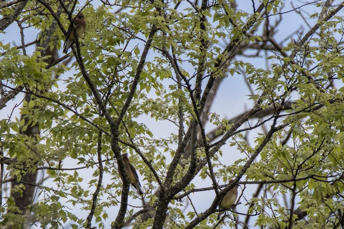 Cedar Waxwing - ML616781952