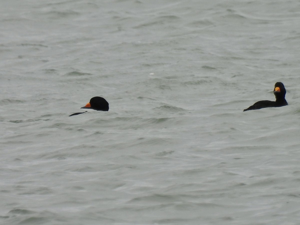 Black Scoter - Laurie Miraglia