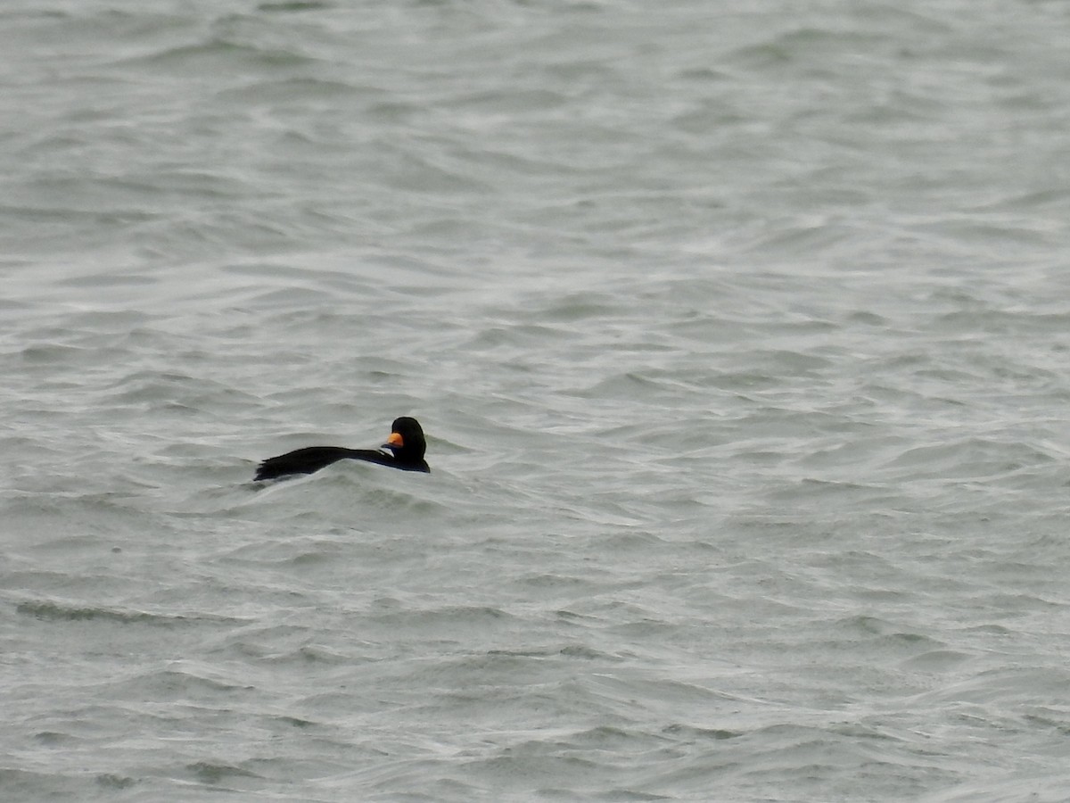 Black Scoter - ML616781968