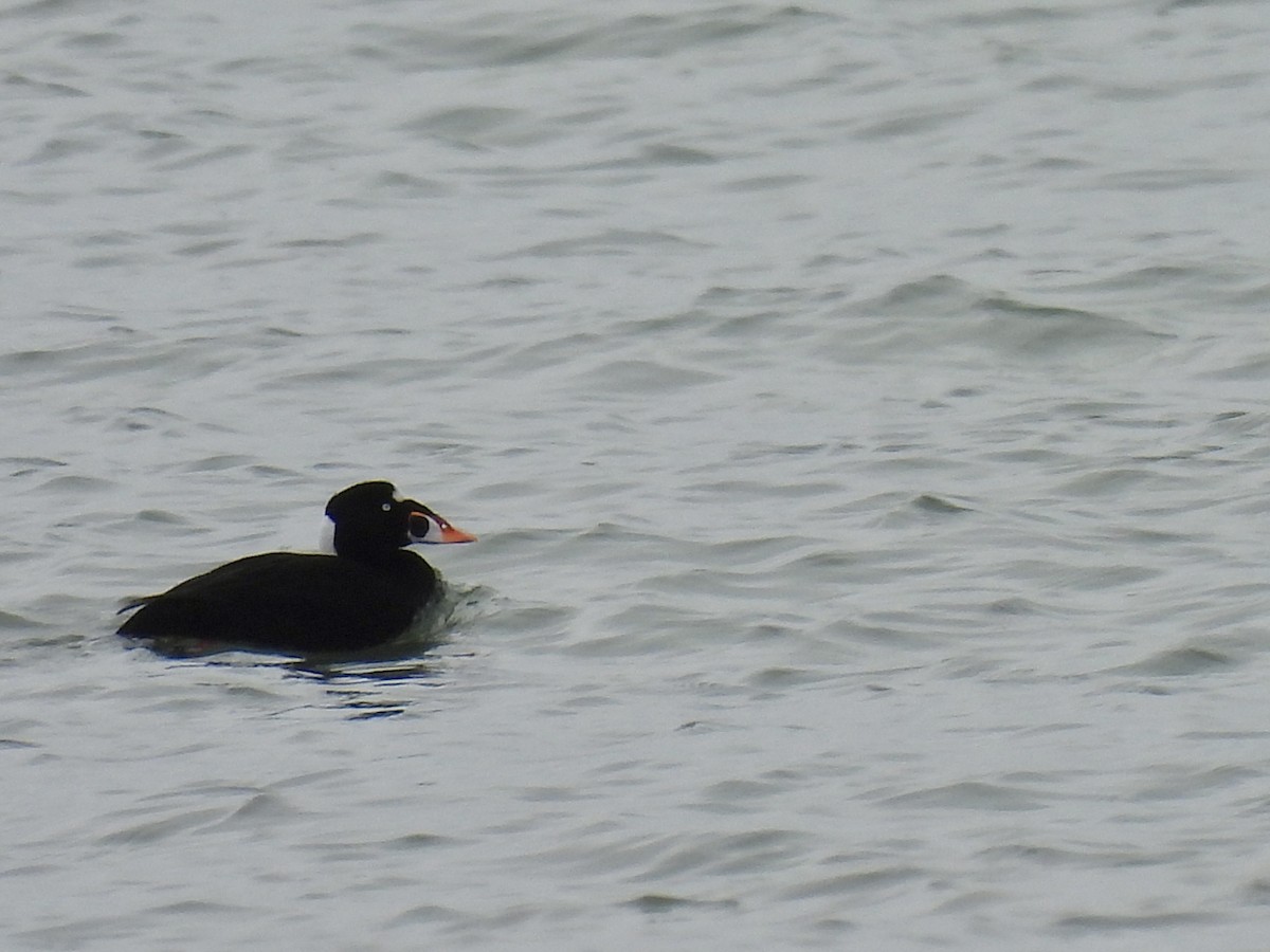 Surf Scoter - Laurie Miraglia