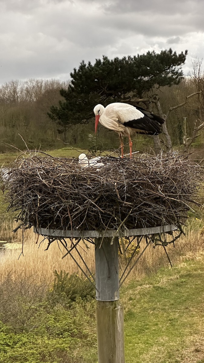 White Stork - Bastiaan Notebaert