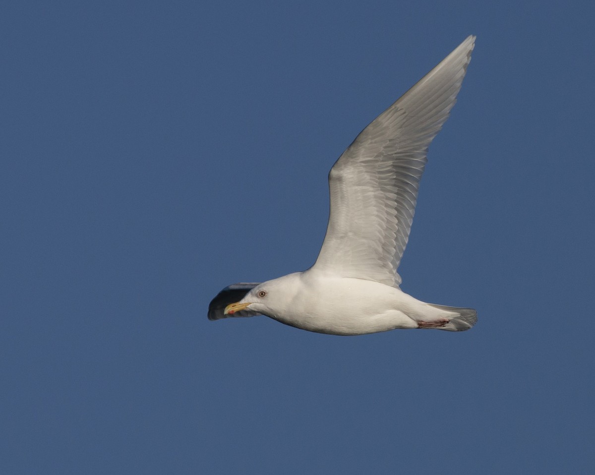 Iceland Gull - ML616782114