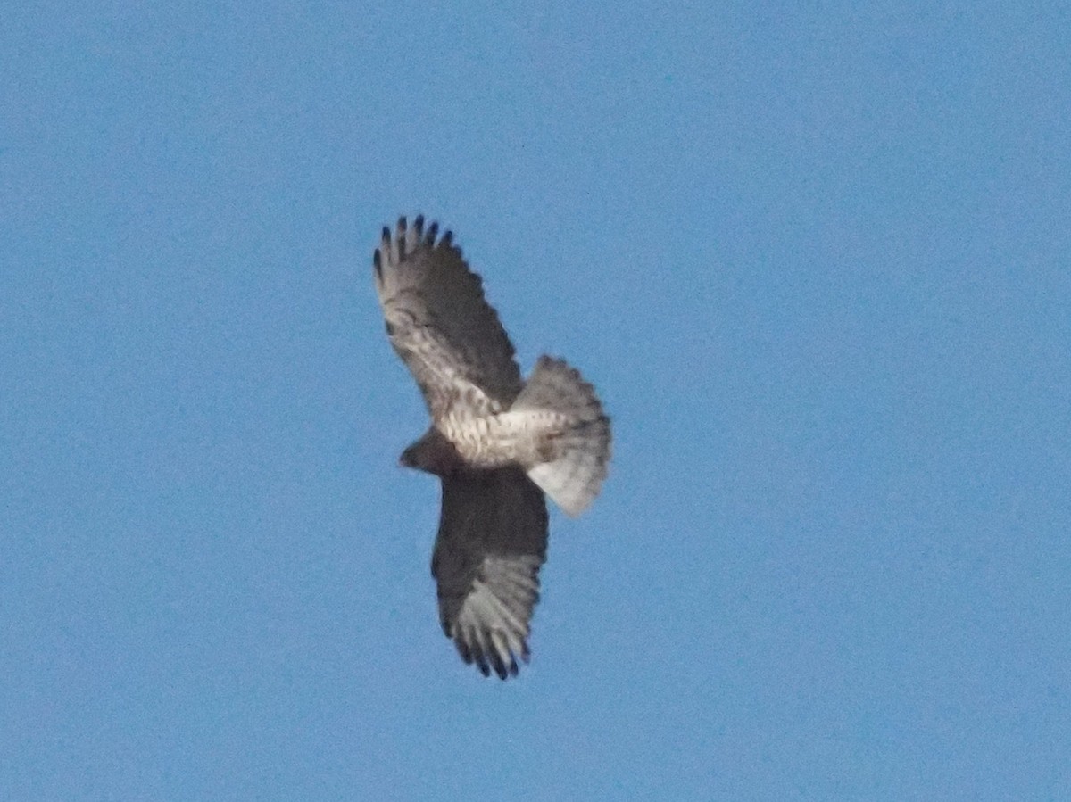 Short-toed Snake-Eagle - Guillermo Parral Aguilar